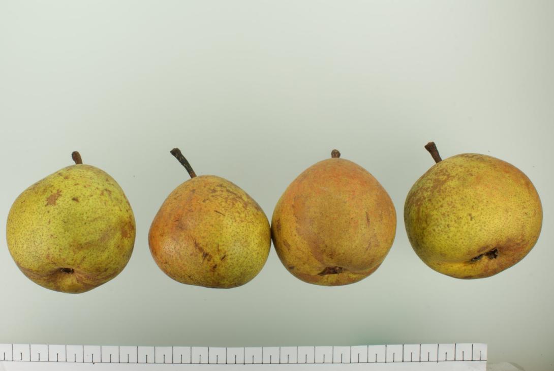 "Große Bergamotte"-AN