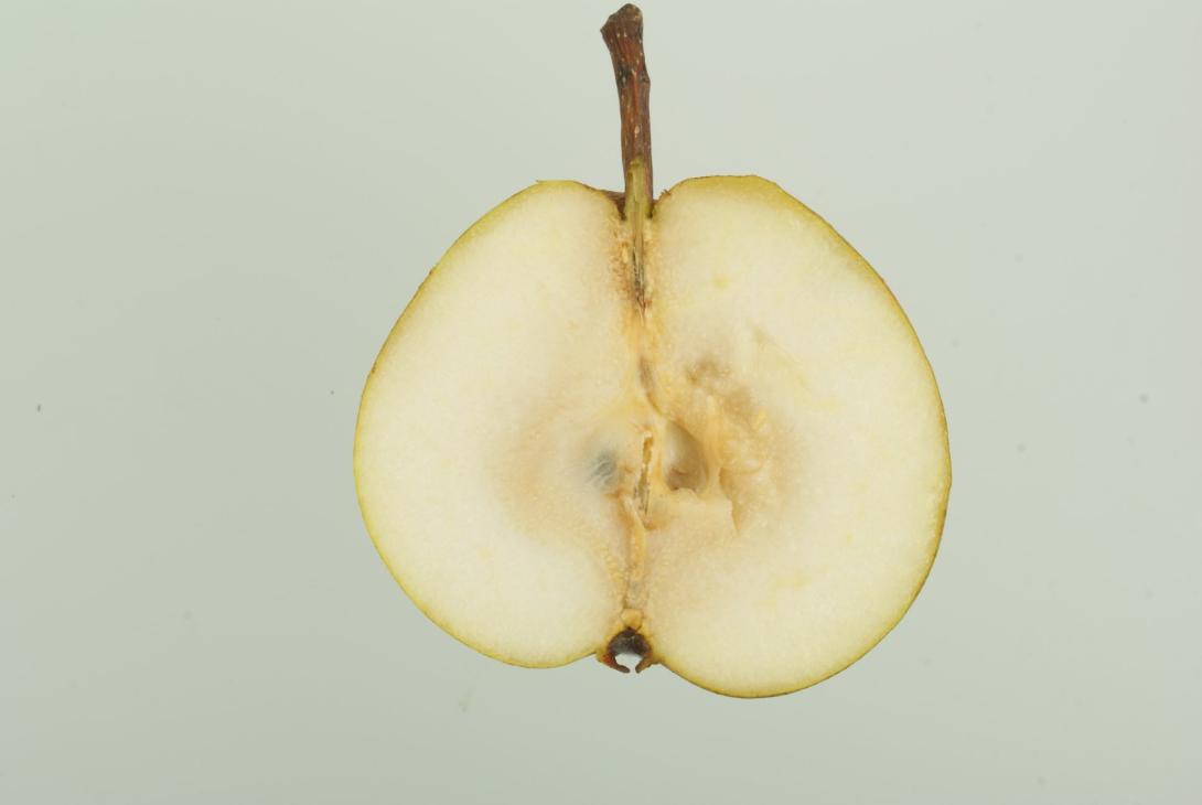 "Große Bergamotte"-AN