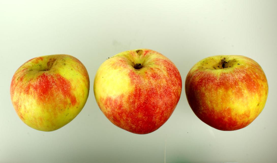 Schöner aus Haseldorf