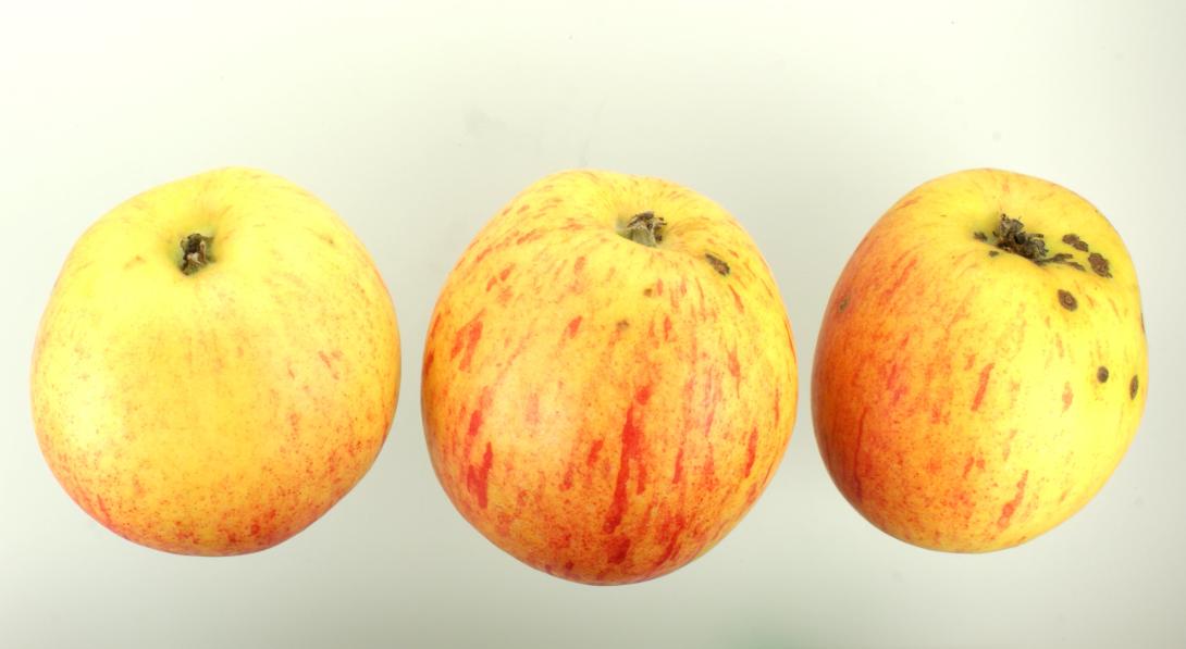 Doppelter Prinzenapfel