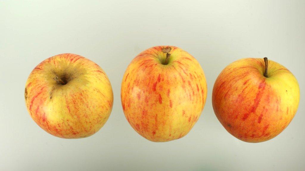 Doppelter Prinzenapfel