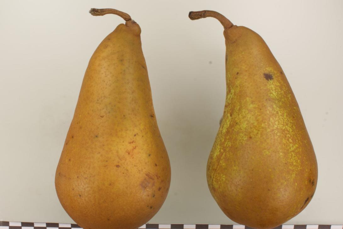 Van Marums Flaschenbirne