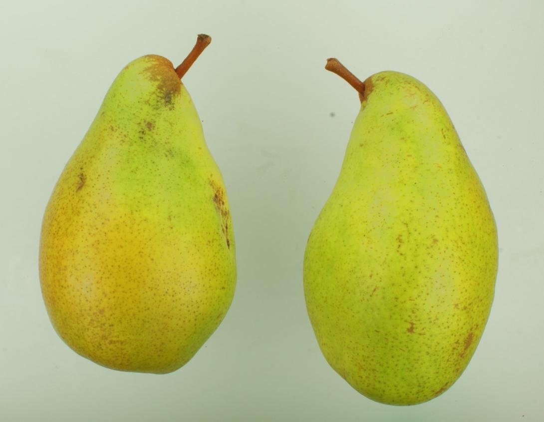 Präsident Mas