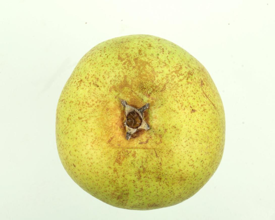 Eyewood