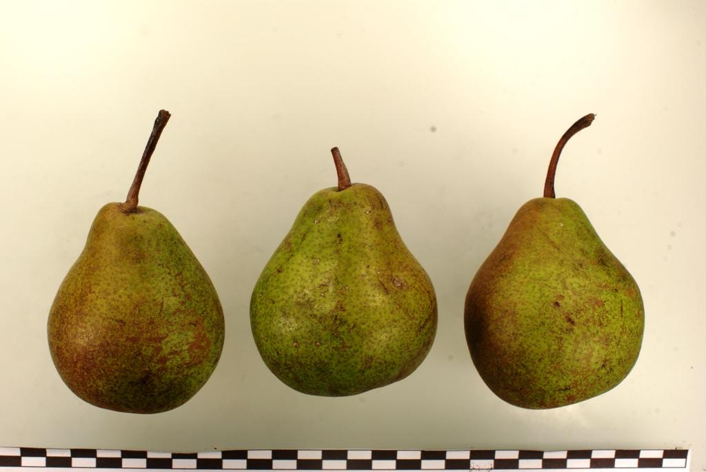 Späte Hardenpont