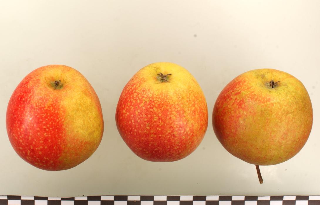 Adams Parmäne