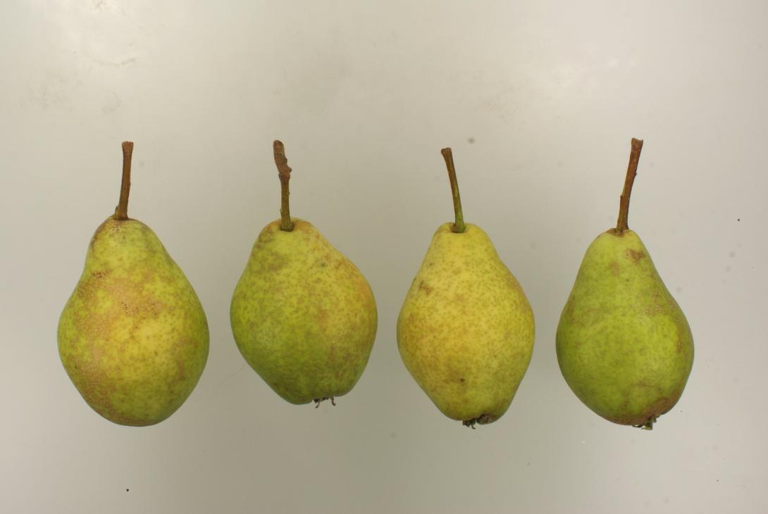 "Horsts Frühe"-AN