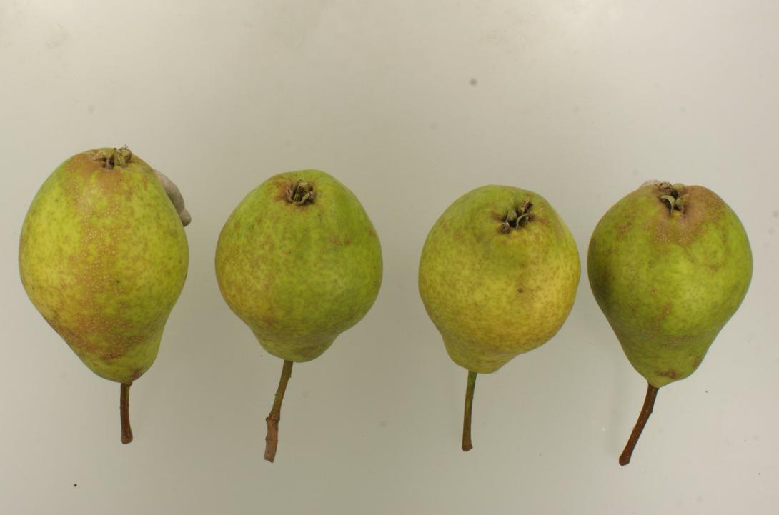 "Horsts Frühe"-AN