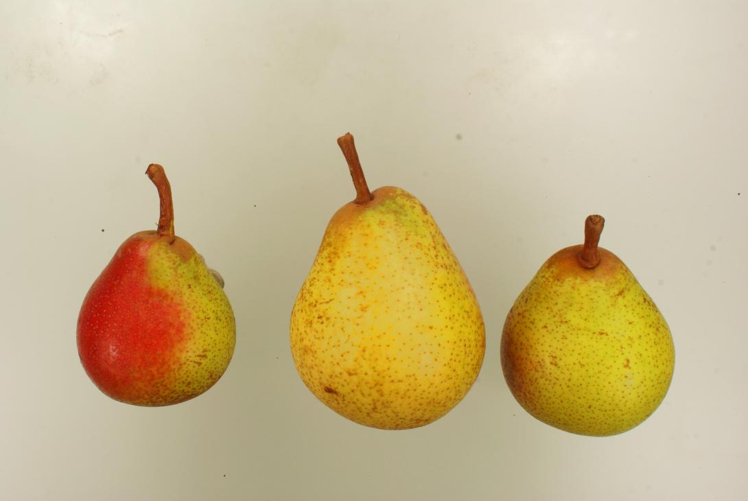Doppelte Philippsbirne