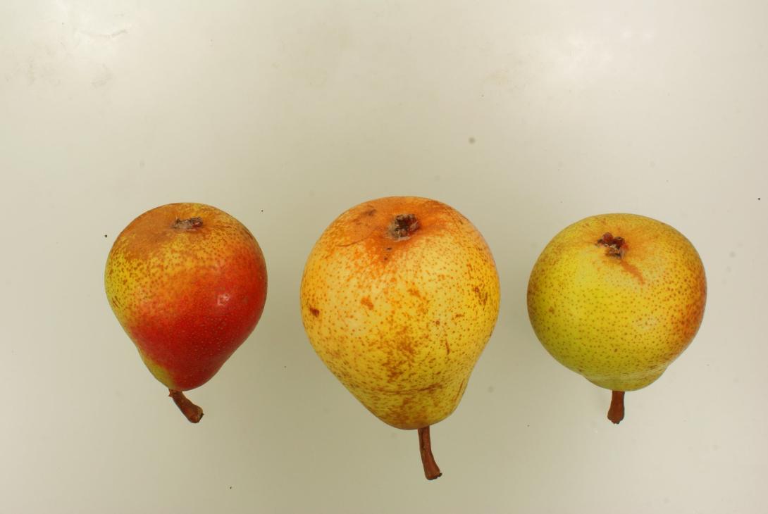Doppelte Philippsbirne