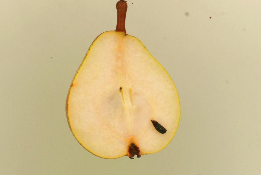 Doppelte Philippsbirne