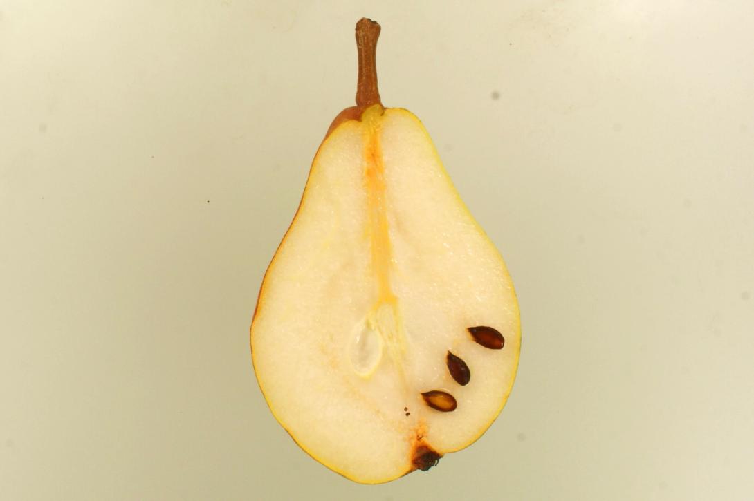 Clapps Liebling