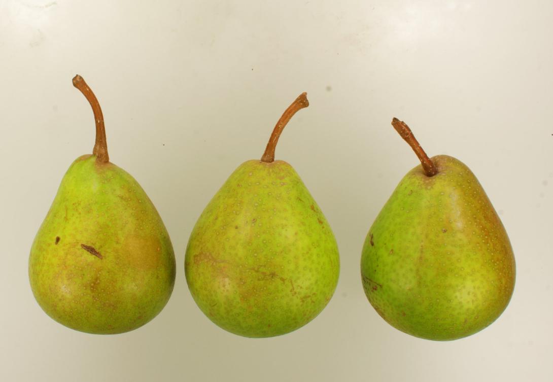 Grüne Hoyerswerder