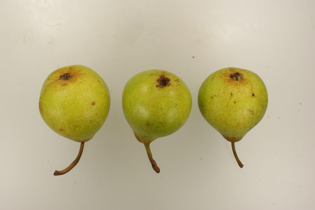 Holländische Zuckerbirne
