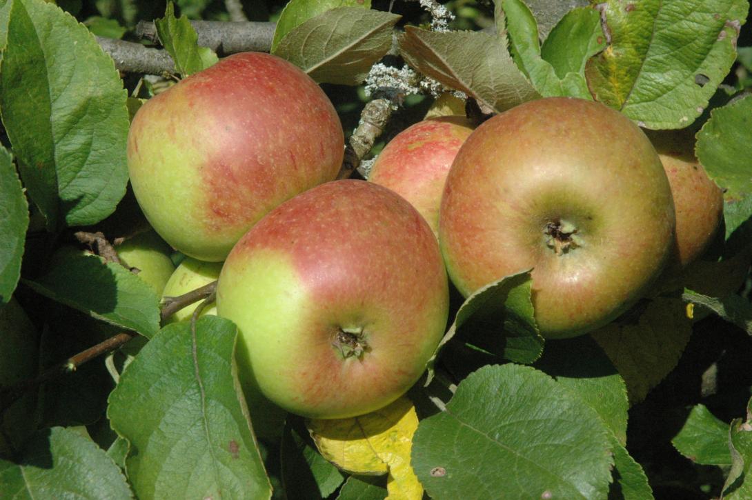 Tannenkrüger