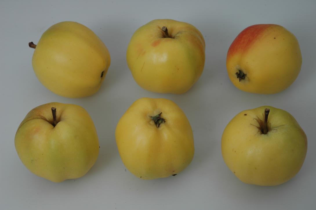 Bürener Zitronenapfel (Studiofoto)