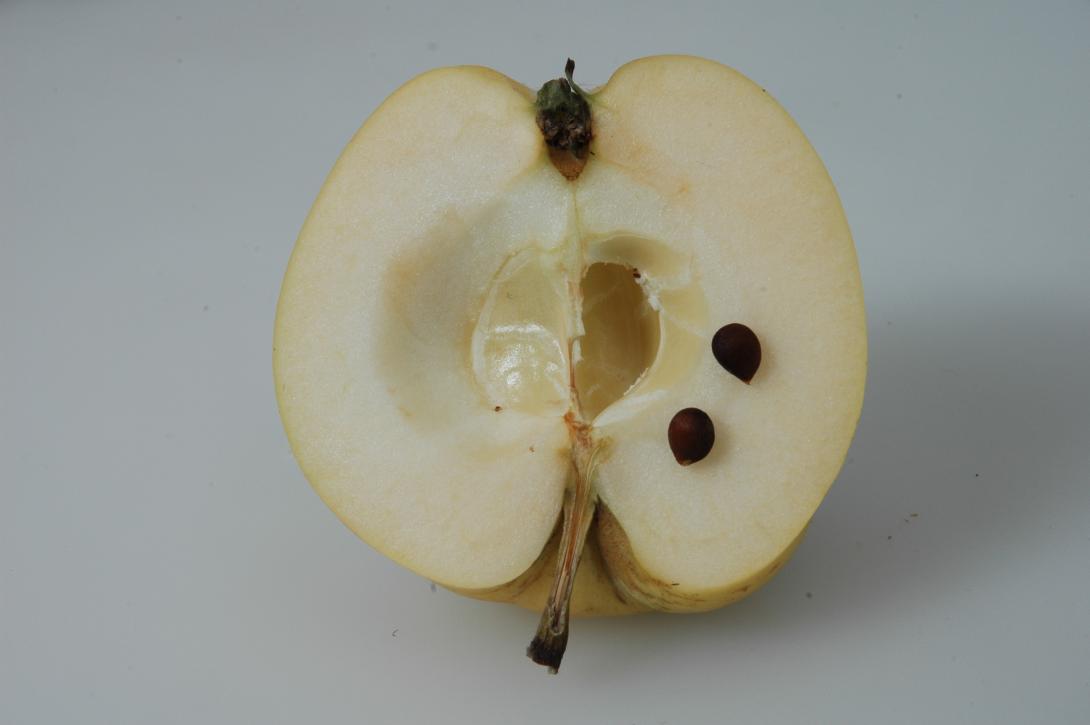 Bürener Zitronenapfel (geschnittene Frucht)
