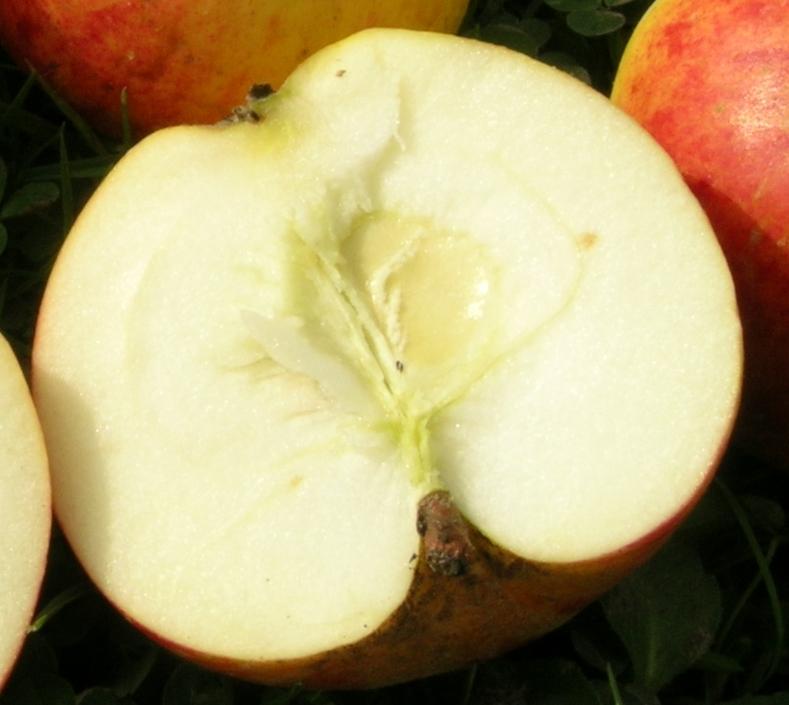 Doppelter Hausapfel