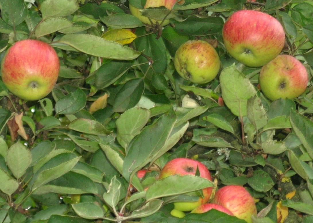 Doppelter Hausapfel