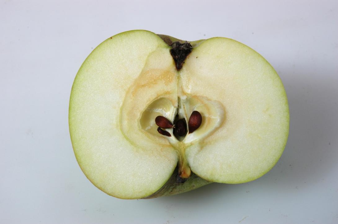 Doppelter Neuhäuser
