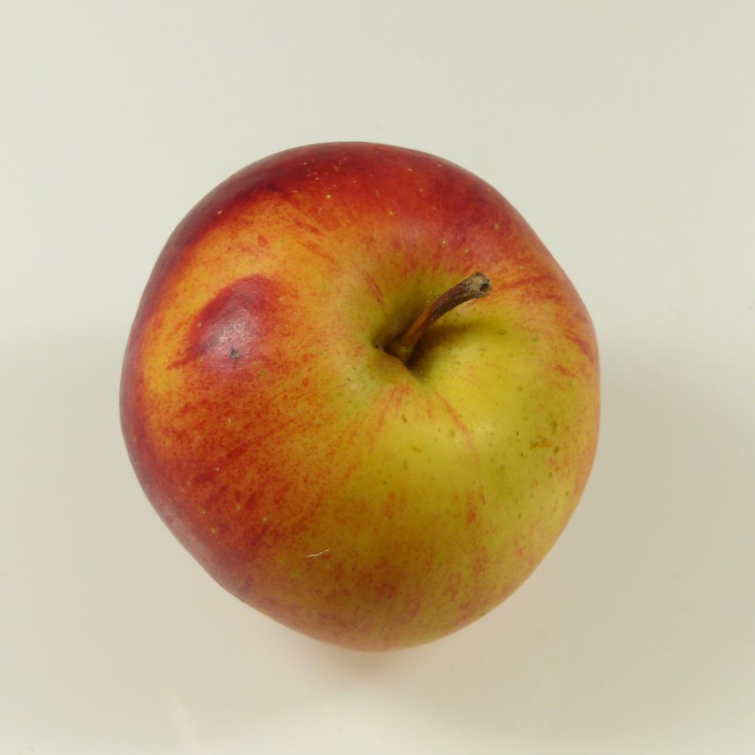 Dorheimer Streifling Stielgrube