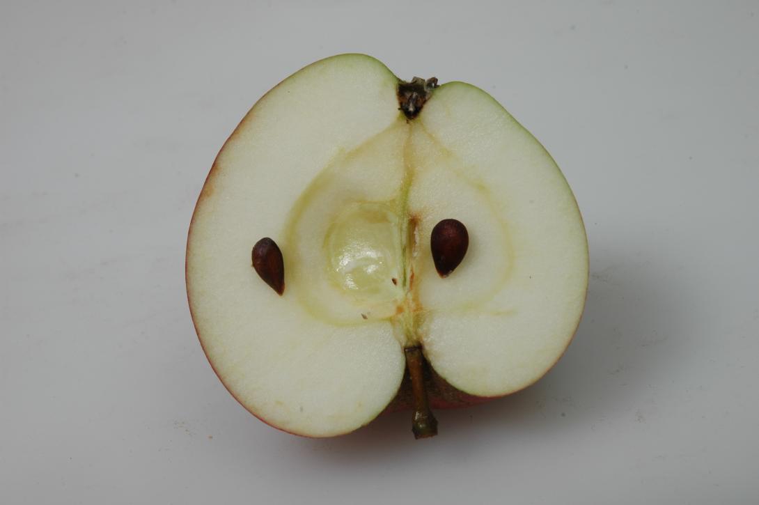 Freudenberger Nützerling (geschnittene Frucht)
