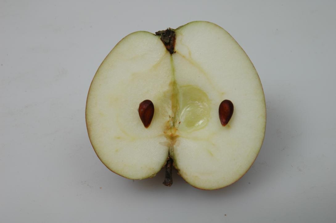 Freudenberger Nützerling (geschnittene Frucht)