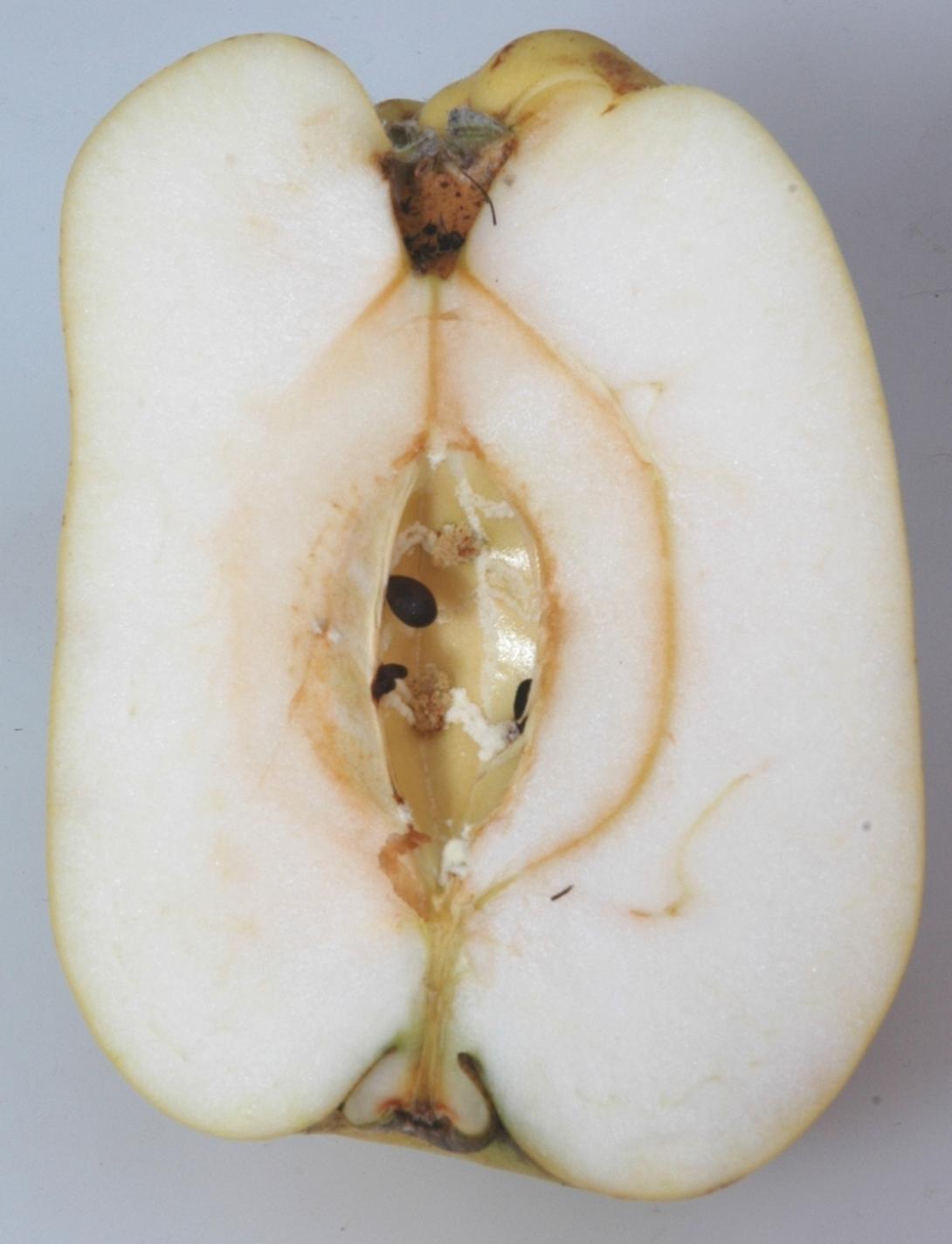 Gelbe Schafsnase