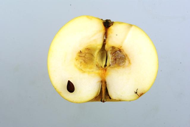 Gelber Edelapfel