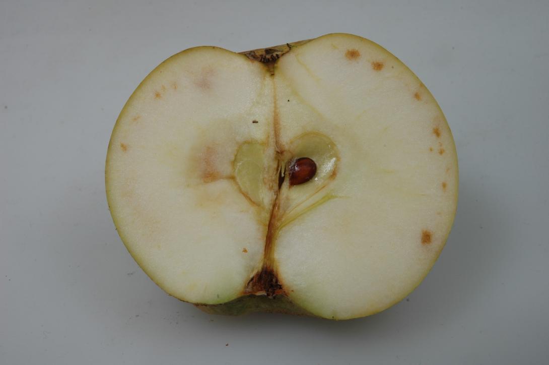 Gelber Münsterländer Borsdorfer (geschnittene Frucht)