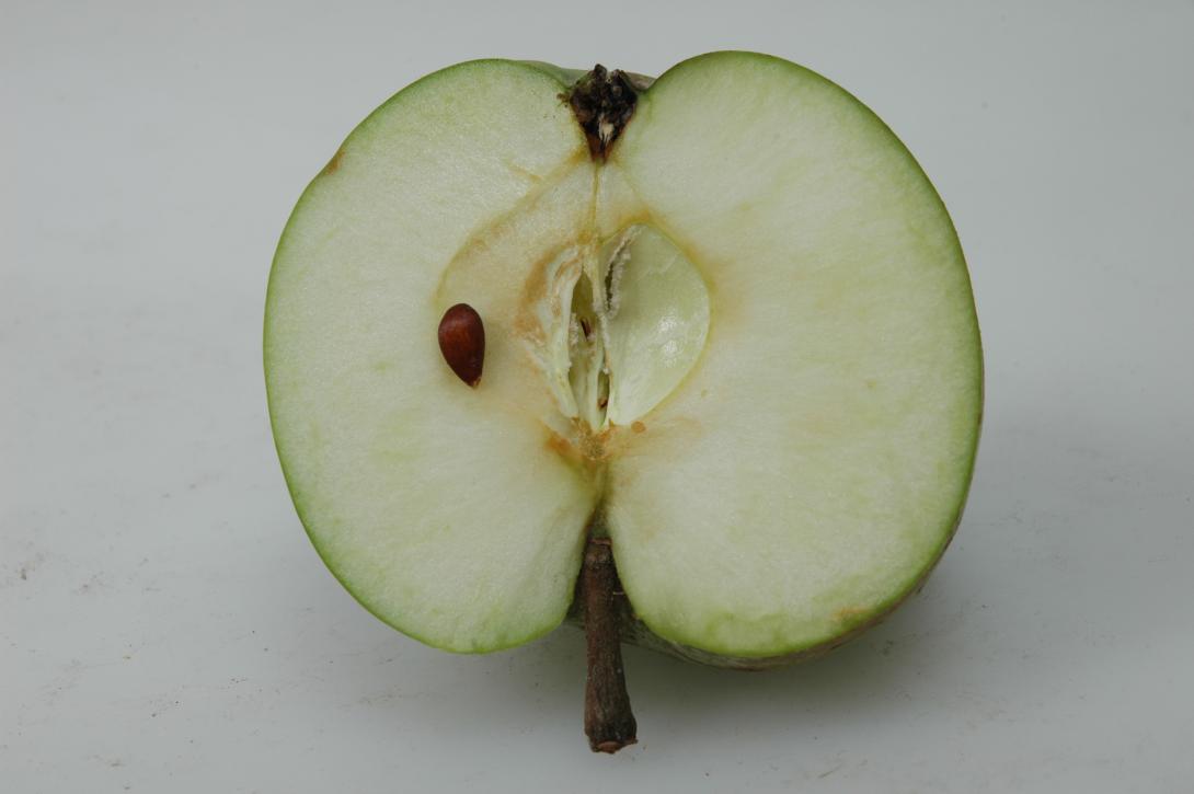 Geseker Klosterapfel (geschnittene Frucht)