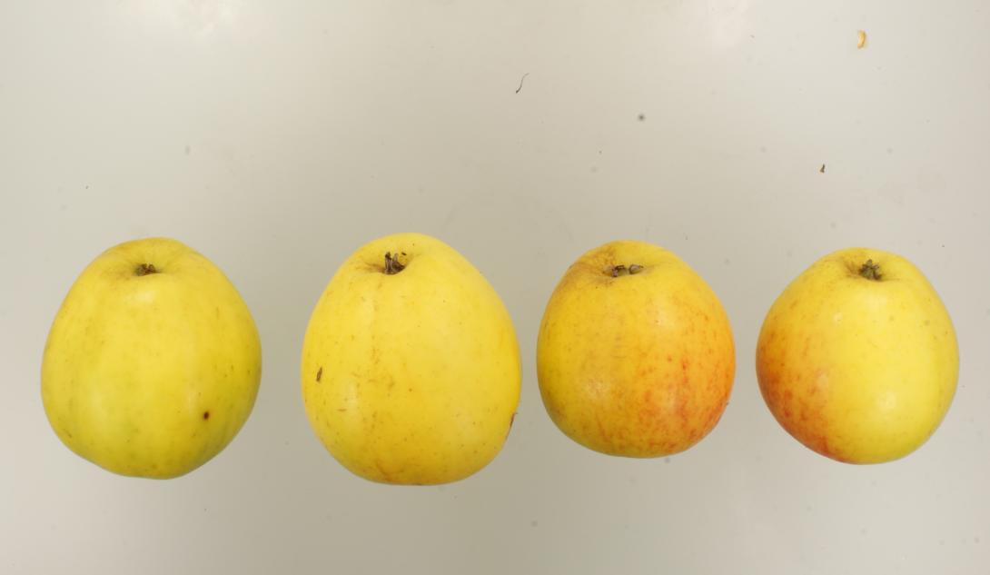 "Grünpunkt"-AN