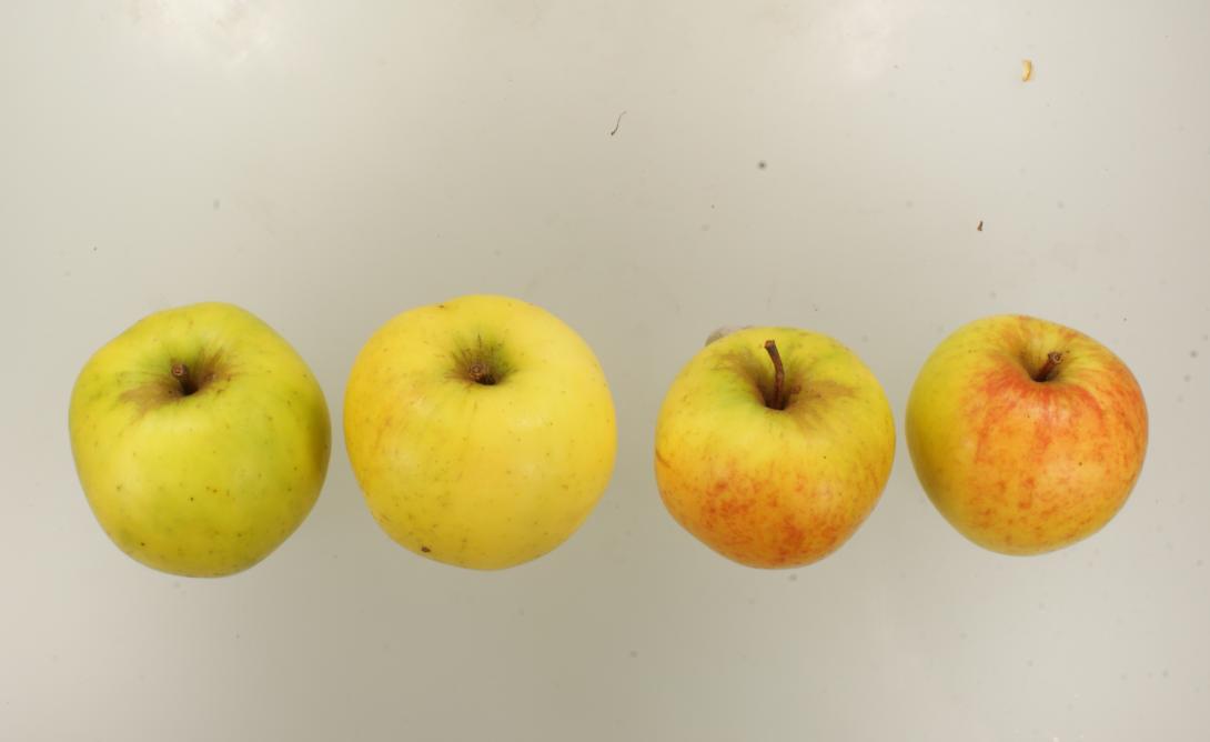 "Grünpunkt"-AN