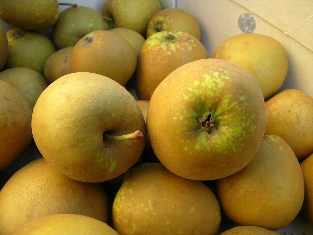 Grauschale