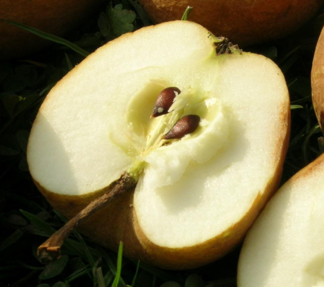 Grauschale