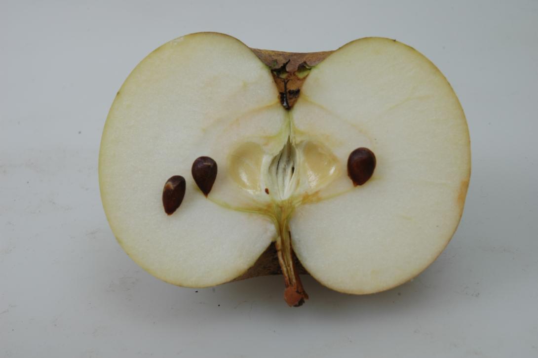 Großer Borsdorfer aus Udorf (An)