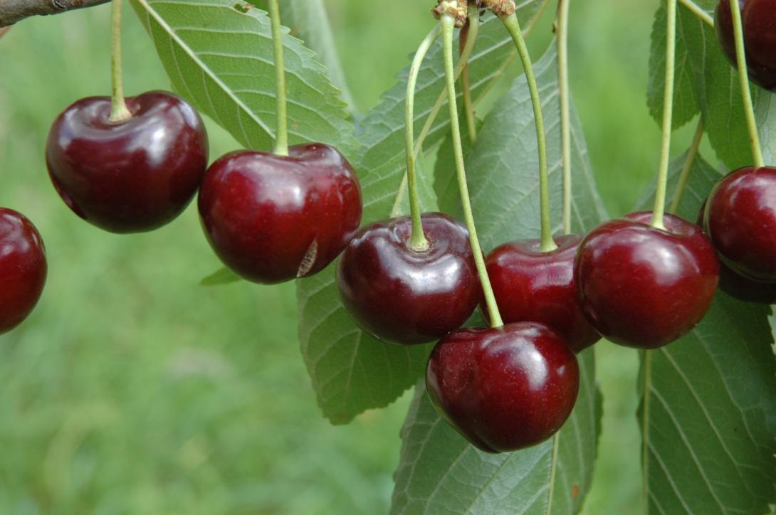 Grolls Schwarze 
