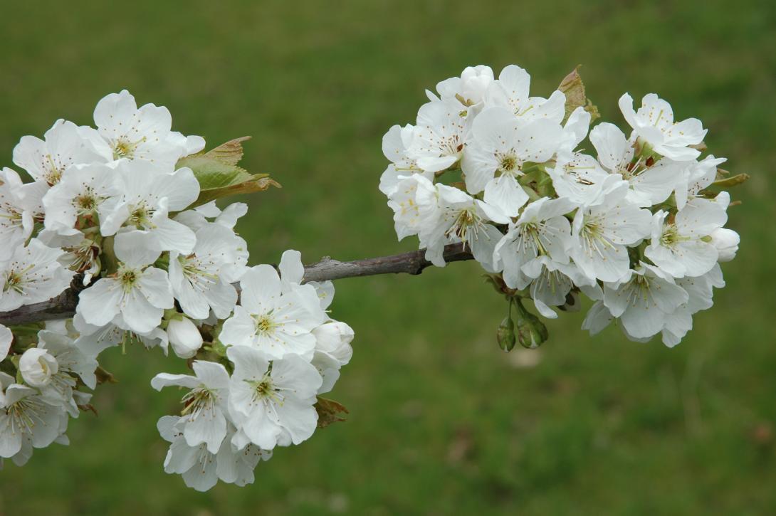 Grolls Schwarze (Blüte)