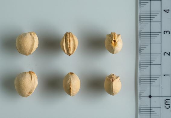 Grolls Schwarze (Studio-Foto Fruchtsteine)
