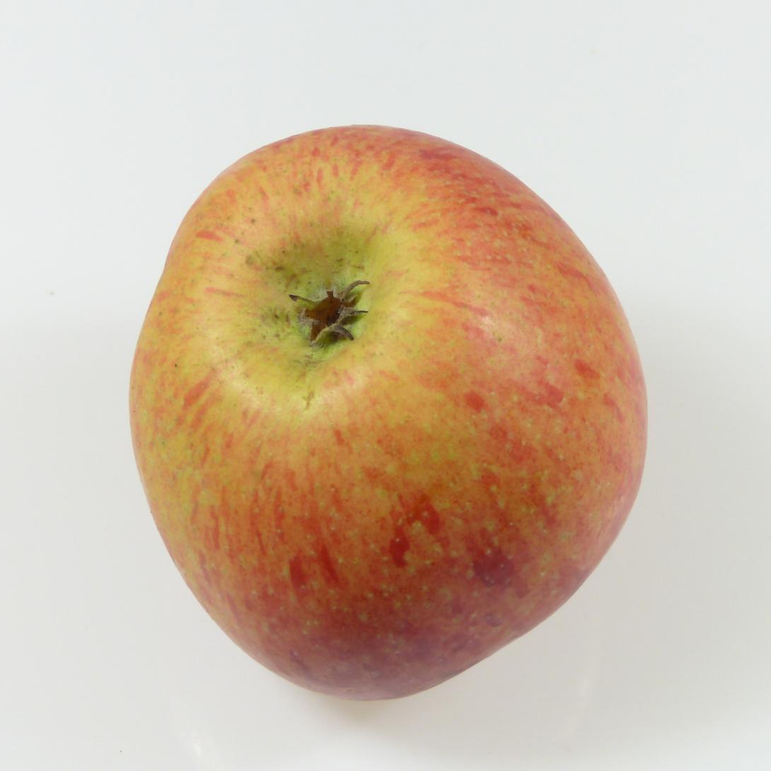 Hartapfel Kelch