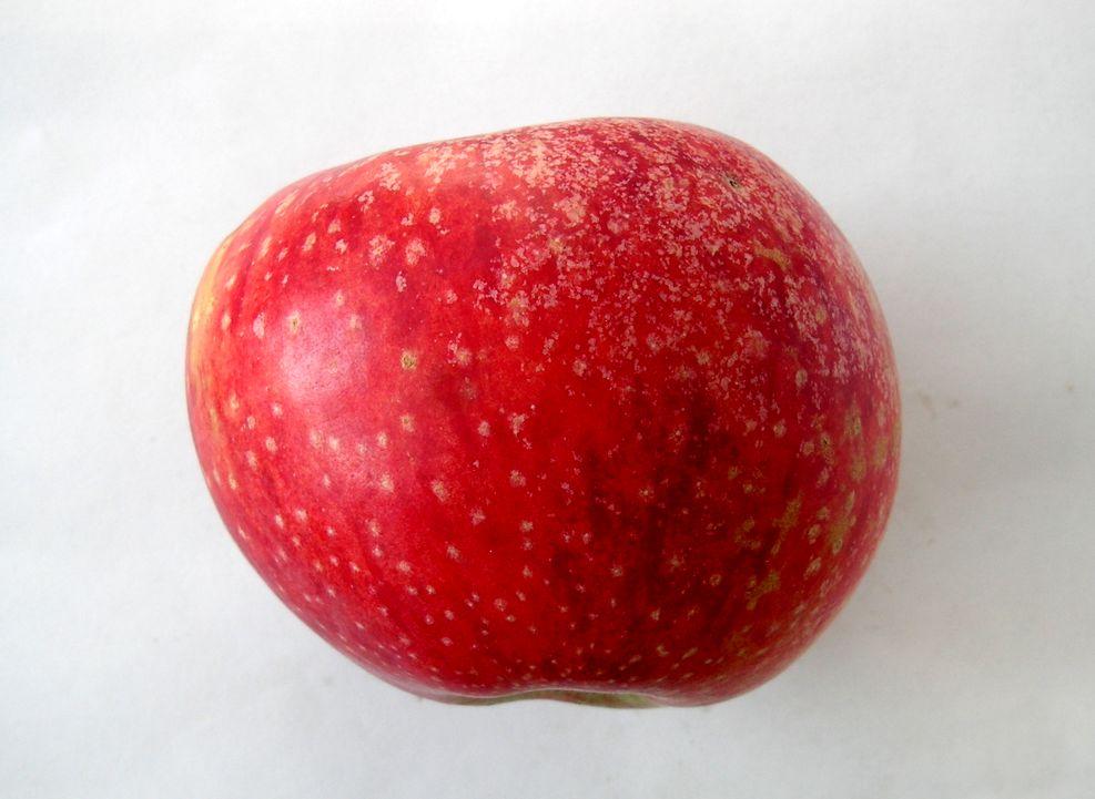 Schöner aus Haseldorf