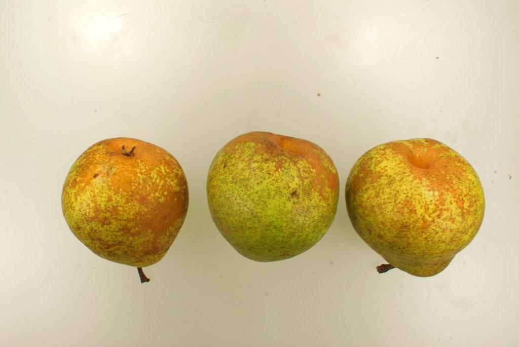 Herrenhäuser Christbirne