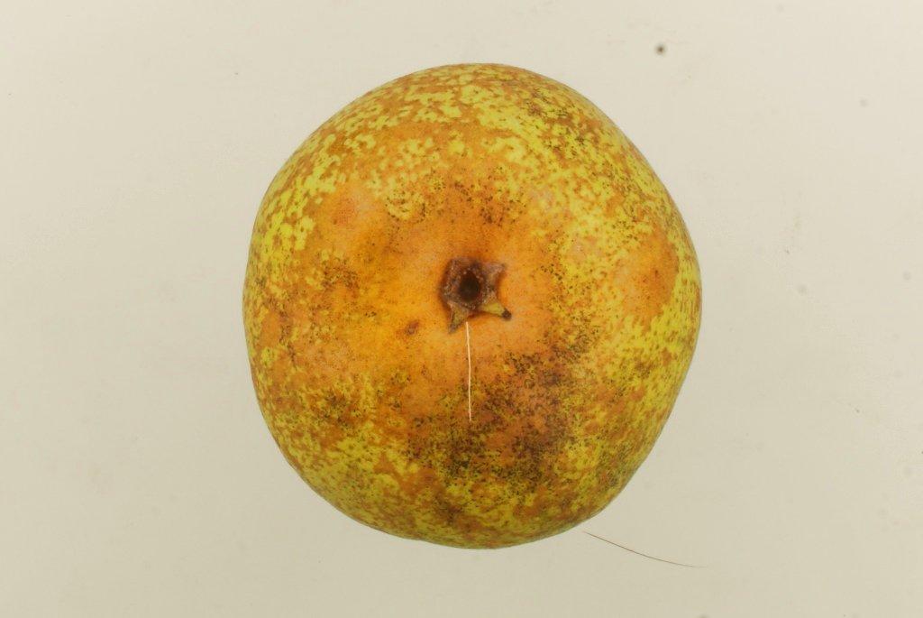 Herrenhäuser Christbirne
