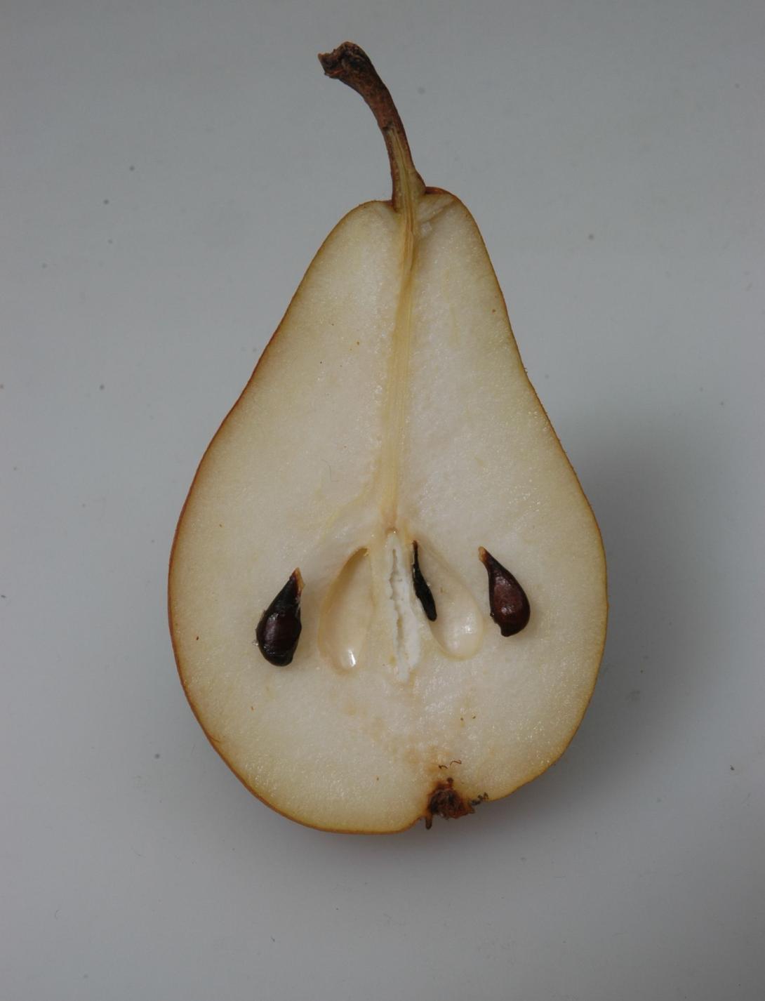 Juffernbirne