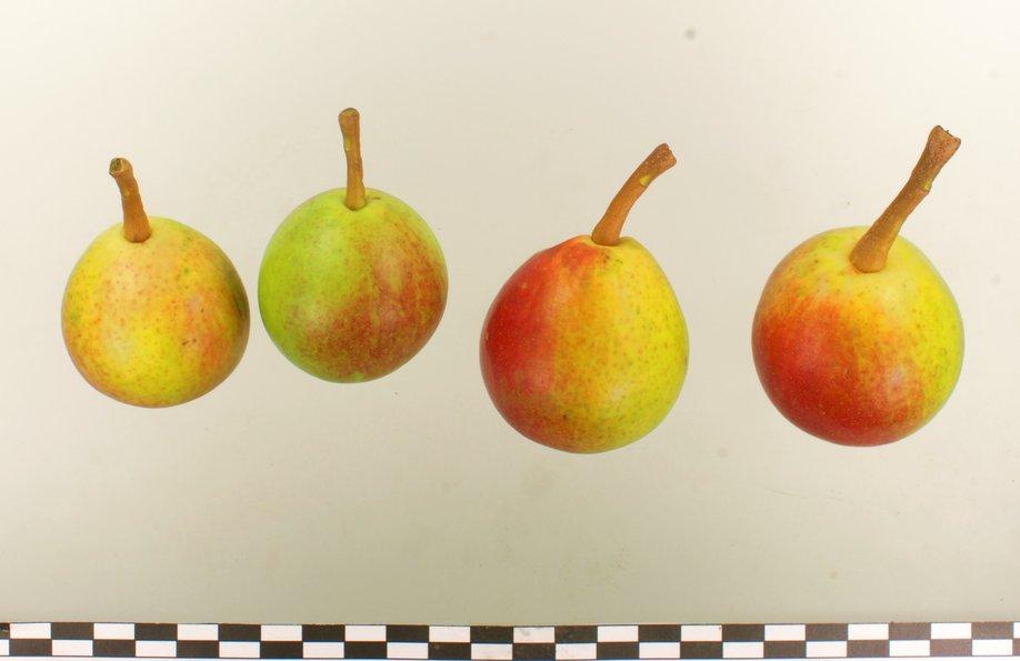 Julidechantsbirne
