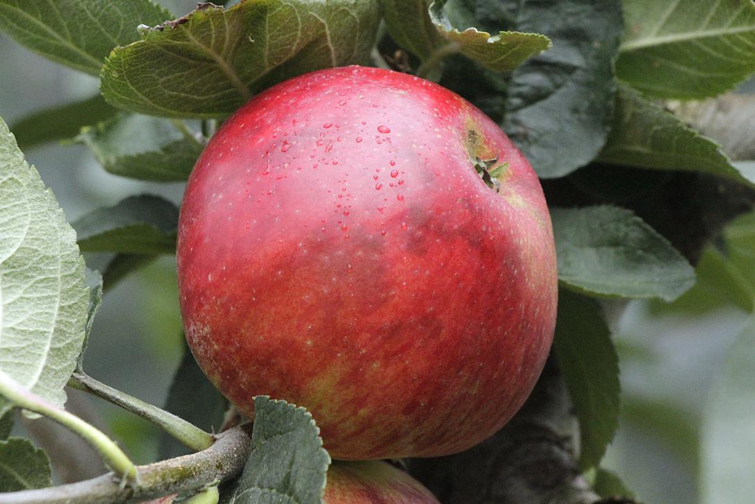 Frucht am Baum