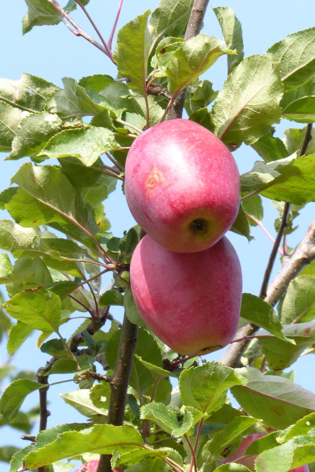 Kitzinger Taubenapfel Frucht am Ast