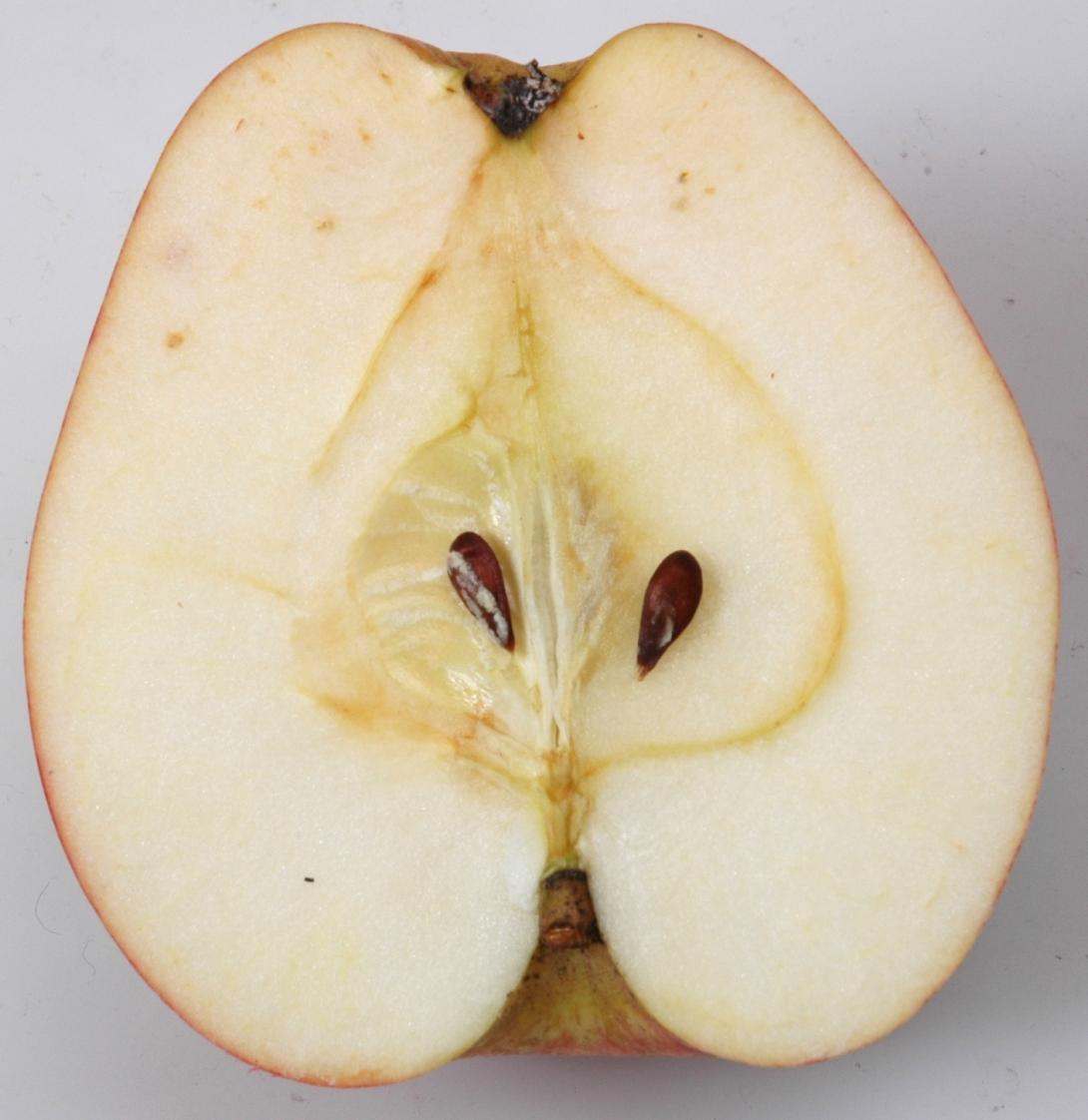 Mautapfel