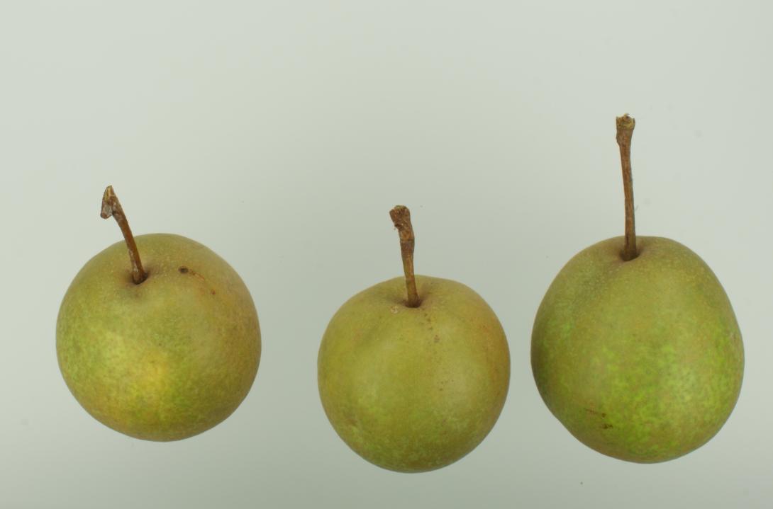 Lübecker Sommerbergamotte