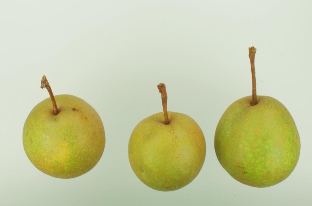 Lübecker Sommerbergamotte